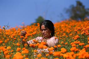 Farmers In Nepal Go Busy Plucking Marigold Flowers For Diwali/ Tihar