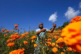 Farmers In Nepal Go Busy Plucking Marigold Flowers For Diwali/ Tihar