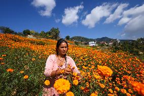 Farmers In Nepal Go Busy Plucking Marigold Flowers For Diwali/ Tihar