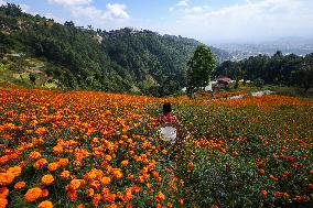 Farmers In Nepal Go Busy Plucking Marigold Flowers For Diwali/ Tihar