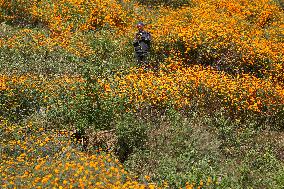 Farmers In Nepal Go Busy Plucking Marigold Flowers For Diwali/ Tihar