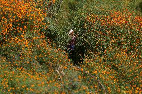 Farmers In Nepal Go Busy Plucking Marigold Flowers For Diwali/ Tihar