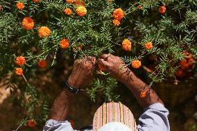 Farmers In Nepal Go Busy Plucking Marigold Flowers For Diwali/ Tihar