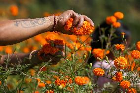 Farmers In Nepal Go Busy Plucking Marigold Flowers For Diwali/ Tihar