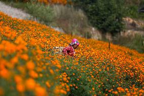 Farmers In Nepal Go Busy Plucking Marigold Flowers For Diwali/ Tihar