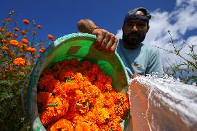 Farmers In Nepal Go Busy Plucking Marigold Flowers For Diwali/ Tihar