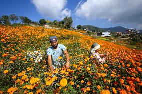 Farmers In Nepal Go Busy Plucking Marigold Flowers For Diwali/ Tihar