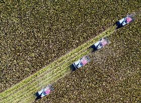 Rice Harvest in Huai'an