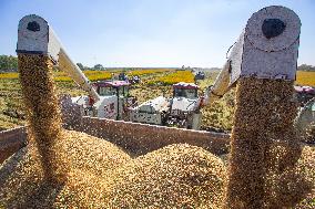 Rice Harvest in Huai'an