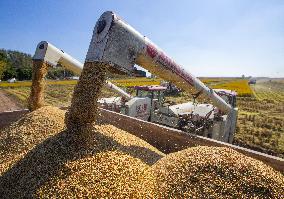 Rice Harvest in Huai'an