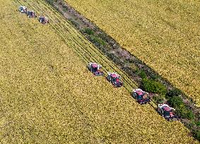 Rice Harvest in Huai'an