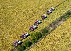 Rice Harvest in Huai'an