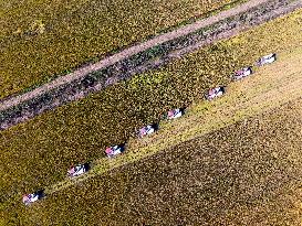 Rice Harvest in Huai'an