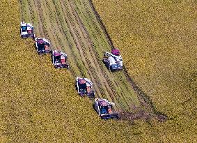 Rice Harvest in Huai'an