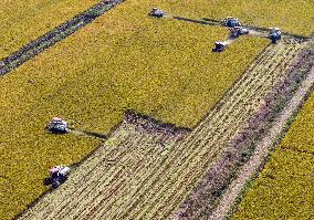 Rice Harvest in Huai'an