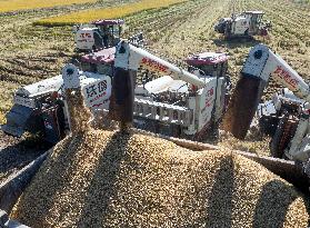 Rice Harvest in Huai'an