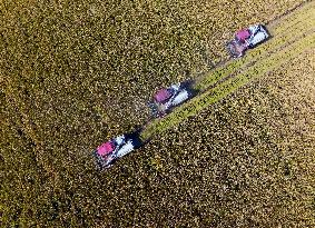 Rice Harvest in Huai'an