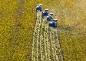 Rice Harvest in Huai'an