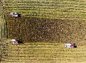 Rice Harvest in Huai'an