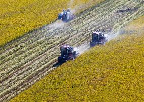 Rice Harvest in Huai'an