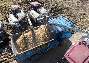 Rice Harvest in Huai'an