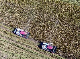 Rice Harvest in Huai'an