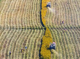 Rice Harvest in Huai'an