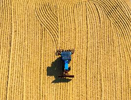 Rice Harvest in Huai'an