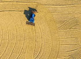 Rice Harvest in Huai'an