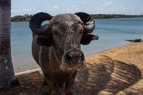 Daily Life On Marajó Island At The Mouth Of The Amazon River