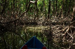 Daily Life On Marajó Island At The Mouth Of The Amazon River