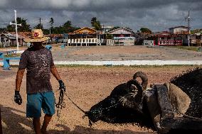 Daily Life On Marajó Island At The Mouth Of The Amazon River