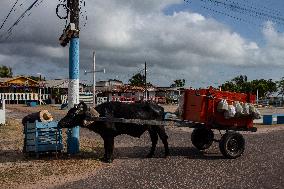 Daily Life On Marajó Island At The Mouth Of The Amazon River