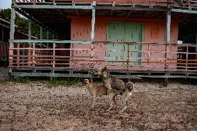 Daily Life On Marajó Island At The Mouth Of The Amazon River