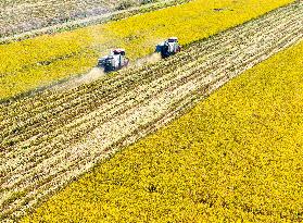 Rice Harvest in Huai'an