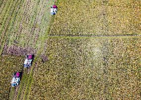 Rice Harvest in Huai'an