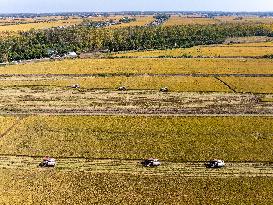 Rice Harvest in Huai'an