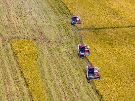 Rice Harvest in Huai'an