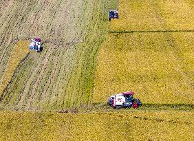 Rice Harvest in Huai'an