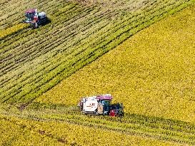 Rice Harvest in Huai'an