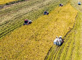 Rice Harvest in Huai'an