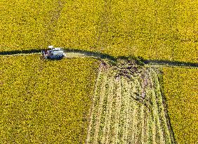 Rice Harvest in Huai'an