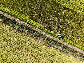 Rice Harvest in Huai'an