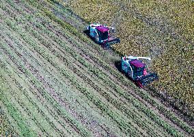 Rice Harvest in Huai'an