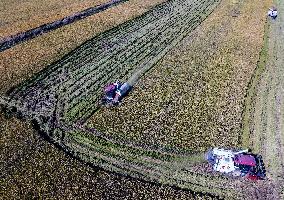 Rice Harvest in Huai'an