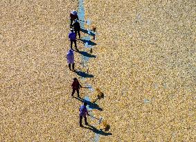 Rice Harvest in Huai'an