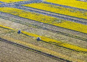 Rice Harvest in Huai'an