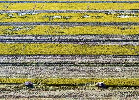 Rice Harvest in Huai'an