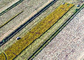 Rice Harvest in Huai'an