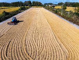 Rice Harvest in Huai'an